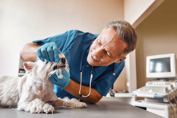 Best Emergency Denture Repair in Murphy, NC